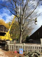Professional Tree Services image 6